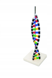 Porovnávací model štruktúry DNA